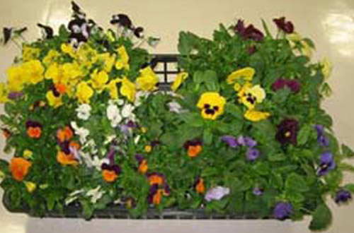 ボランティア募集